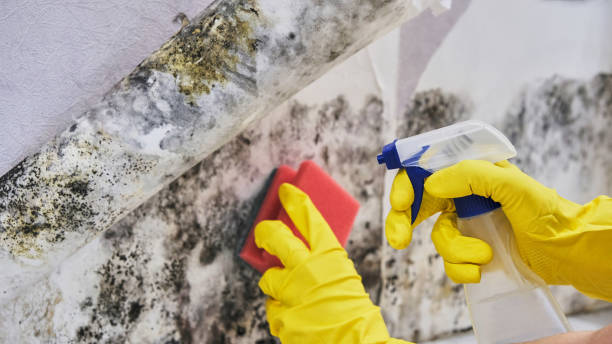 Best DIY Mold Remediation in Zeeland, MI